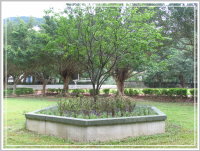 校園植物-櫻花樹