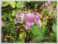 校園植物-紫花炸漿草