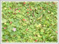 校園植物-蛇苺