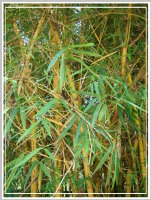校園植物-金絲竹